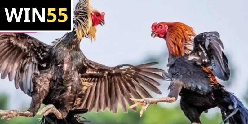 Các trận Đá Gà Win55 phong phú, đáp ứng mọi sở thích của người chơi
